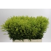 Solidago Tara Gold