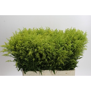 Solidago Tara Gold