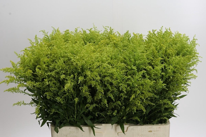 <h4>Solidago Tara Gold</h4>