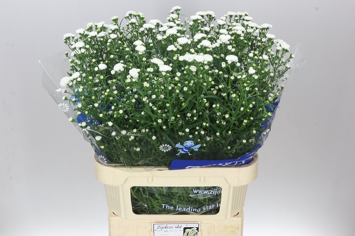 <h4>Aster Cassy</h4>