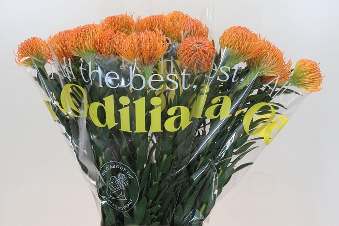 <h4>Nutans Ayoba Peach</h4>