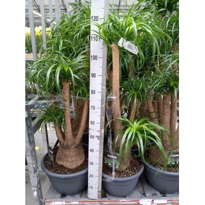 Beaucarnea recurvata