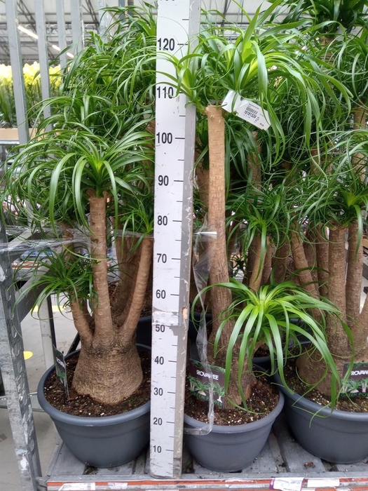 <h4>Beaucarnea recurvata</h4>