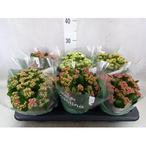 Kalanchoe blos. 'RosDon Collection'