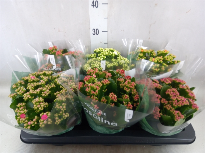 <h4>Kalanchoe blos. 'RosDon Collection'</h4>