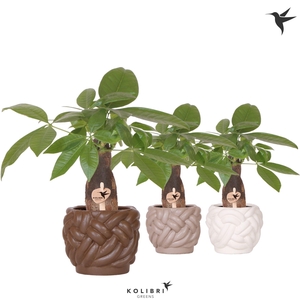 Kolibri Greens Pachira in Rope pot mix