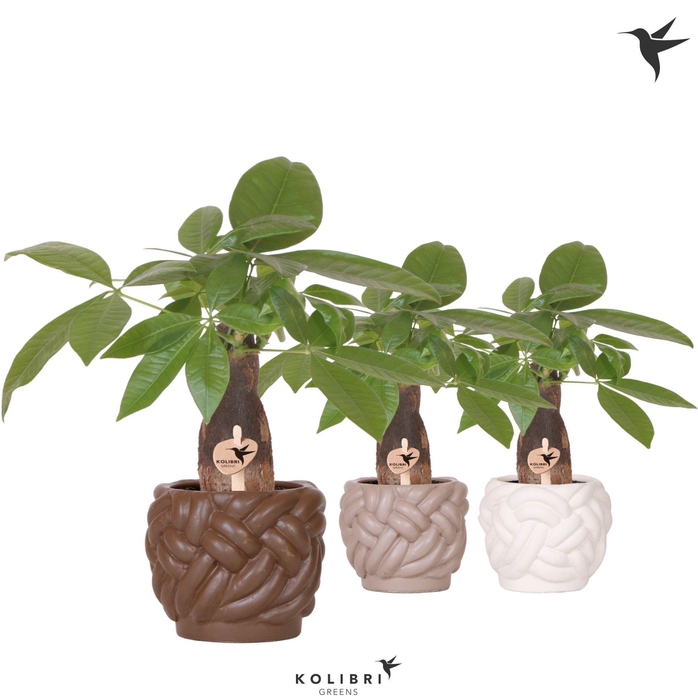 <h4>Kolibri Greens Pachira in Rope pot mix</h4>