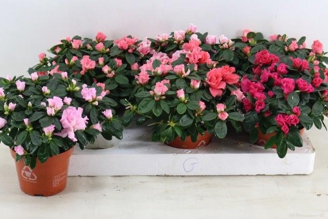 <h4>RHODO SI VOGEL GEM</h4>