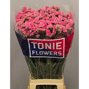 LIMONIUM SINUATUM 'AMAZON BIRDS'