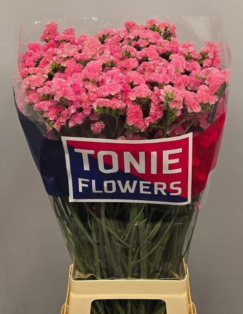 <h4>LIMONIUM SINUATUM 'AMAZON BIRDS'</h4>