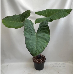 Xanthosoma violaceum 29cm [Purple Taro] *NEW*