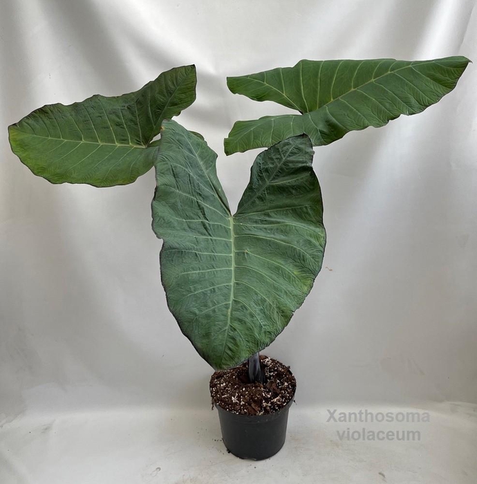 <h4>Xanthosoma violaceum 29cm [Purple Taro] *NEW*</h4>
