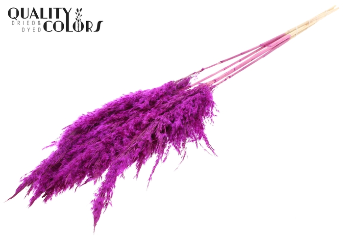 <h4>Pampas Grass 100cm 5st/bunch Bleached Lilac</h4>