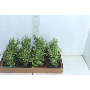 UNHA DE GATO P17 QUADRADO