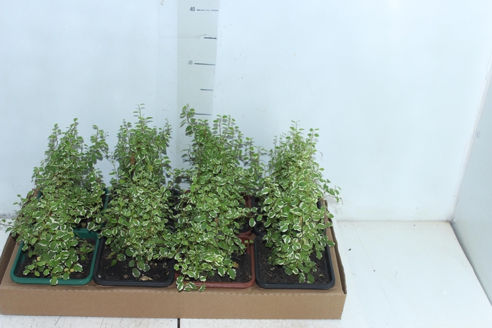 <h4>UNHA DE GATO P17 QUADRADO</h4>