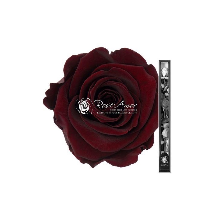 <h4>60cm Stem Cho01</h4>