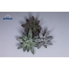 Echeveria Tolianensis Cutflower Wincx-10cm