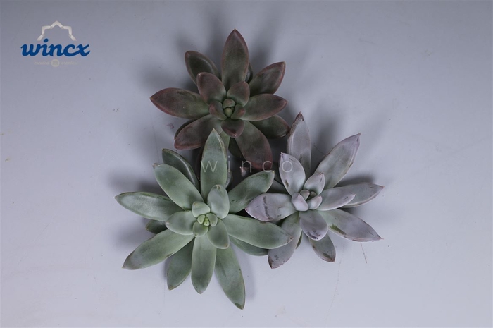 <h4>Echeveria Tolianensis Cutflower Wincx-10cm</h4>