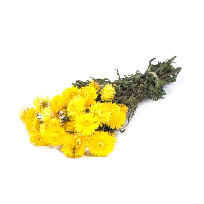 <h4>Helichrysum natural yellow</h4>