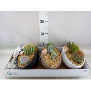 Cactus   ...