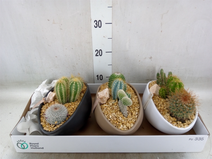 <h4>Cactus   ...</h4>