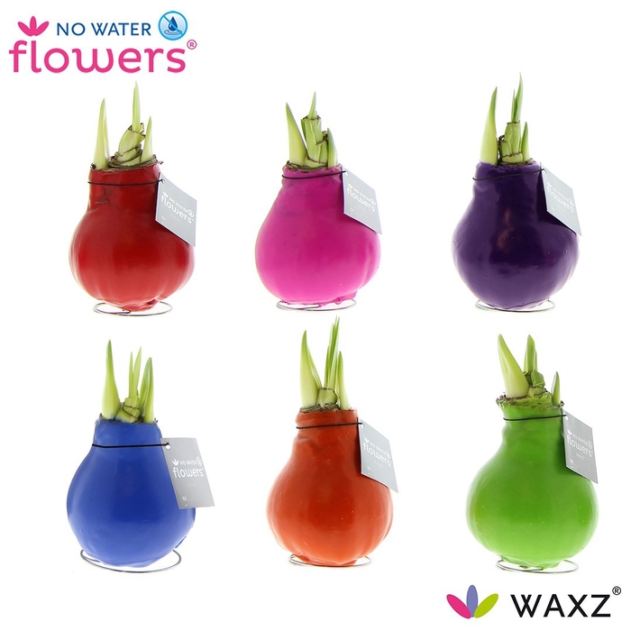 <h4>arr4 Amaryllis VH - Waxz Happy Mix</h4>