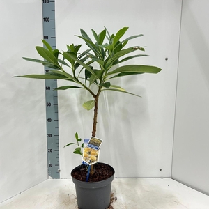 Edgeworthia chrysantha Gra