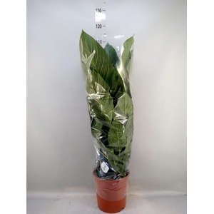 Spathiphyllum  'Sweet Silvana'