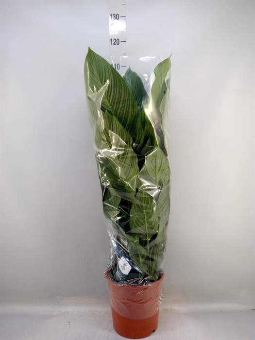 <h4>Spathiphyllum  'Sweet Silvana'</h4>