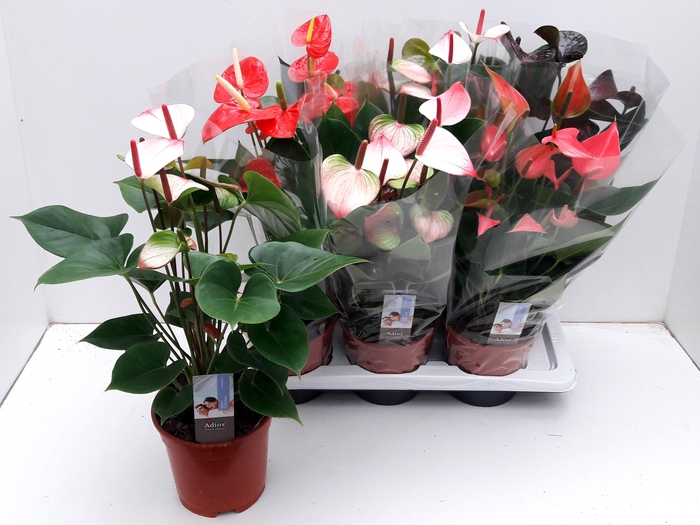 <h4>ANTHU AN GEM 4 KL</h4>