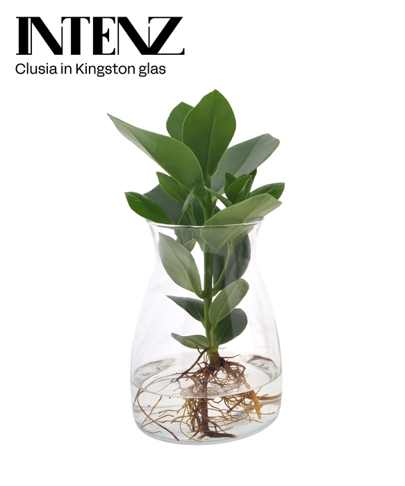 <h4>Clusia in Kingston glas - levertijd: 24 uur</h4>