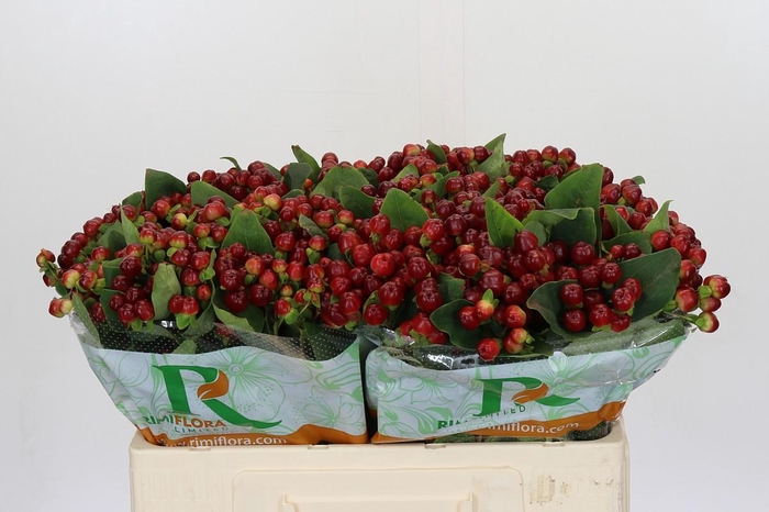 <h4>Hypericum Magical Cherry Brown</h4>