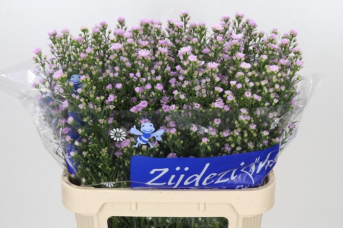 <h4>Aster Claudia</h4>
