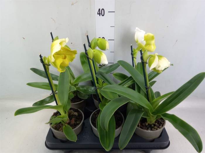 <h4>Paphiopedilum american hybride mix</h4>