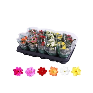 Kalanchoe