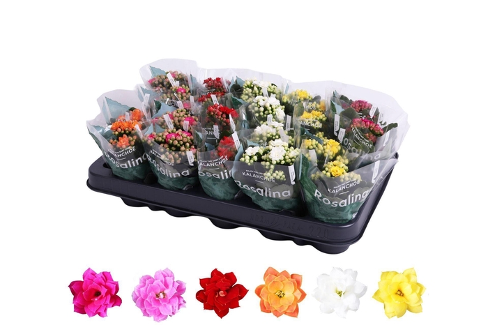 <h4>Kalanchoe</h4>
