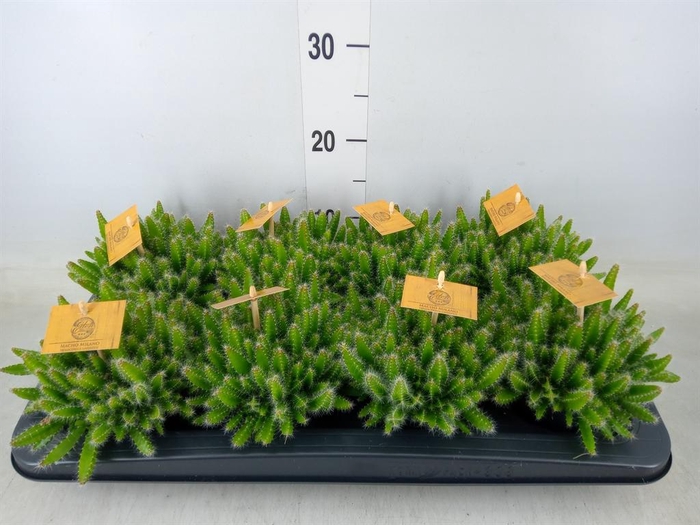 <h4>Hylocereus undatus</h4>