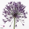 Allium purple rain