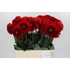 Dahlia Red Flag