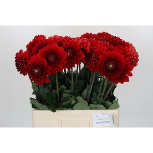 Dahlia Red Flag