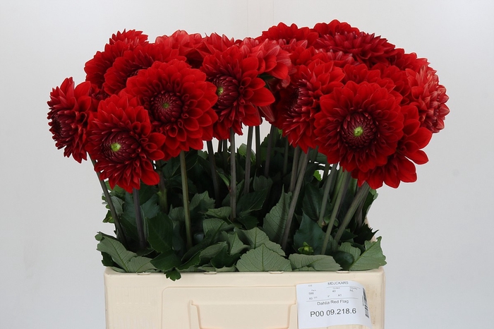 <h4>Dahlia Red Flag</h4>