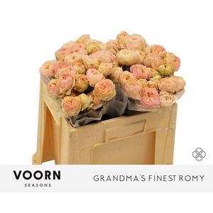 Rosa spray grandma's finest romy