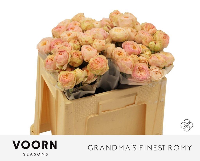 <h4>Rosa spray grandma's finest romy</h4>