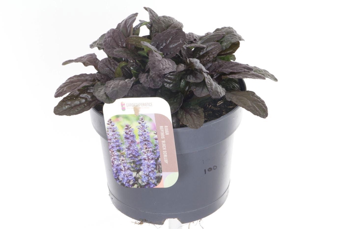 <h4>Ajuga reptans Black Scallop</h4>