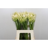 Agapanthus Gletsjer