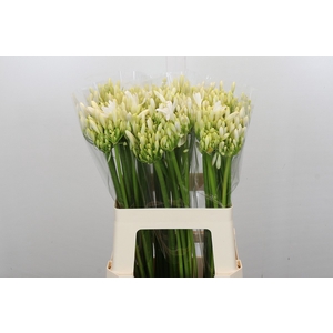 Agapanthus Gletsjer