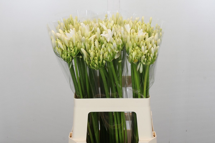 Agapanthus Gletsjer