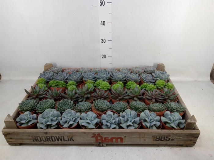 <h4>Echeveria   ...</h4>