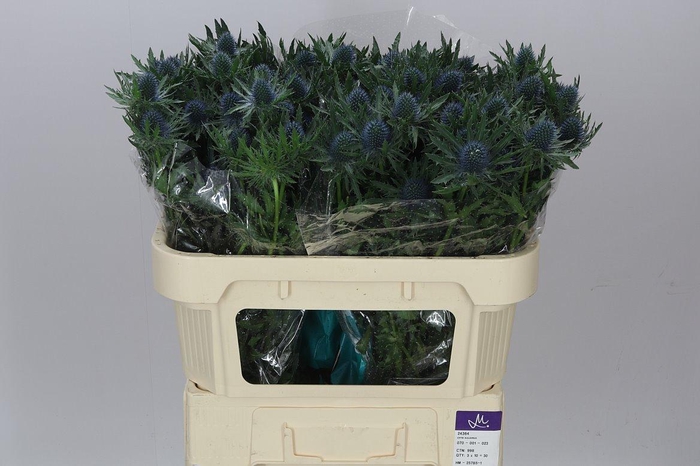 <h4>Eryngium Aqua</h4>