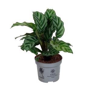 CALATHEA ROSEOPICTA P9 FREDDIE